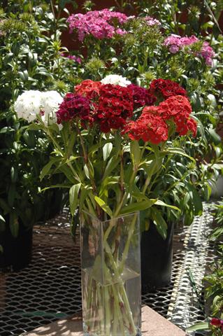 Foto fiore da  Vaso e aiola Dianthus barbatus Sweet Mix da reciso