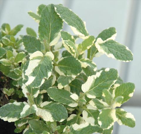 photo of flower to be used as: Pot and bedding Mentha spp variegata