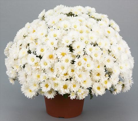 Foto fiore da  Vaso e aiola Chrysanthemum Belgian Isaura White