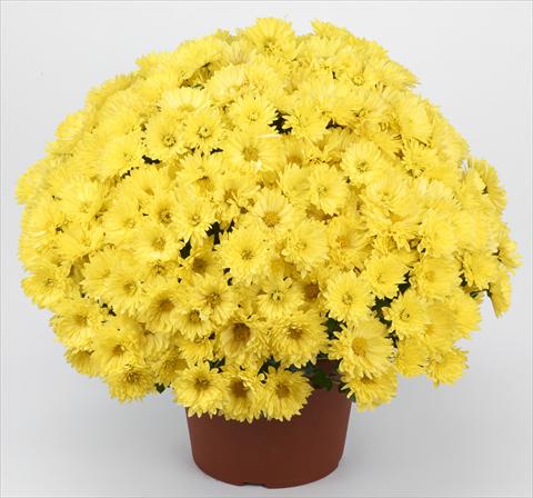 Foto fiore da  Vaso e aiola Chrysanthemum Belgian Isaura Yellow