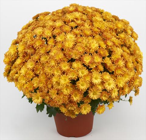 Foto fiore da  Vaso e aiola Chrysanthemum Belgian Samini Orange