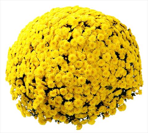 photo of flower to be used as: Pot and bedding Chrysanthemum Belgian Vittorio