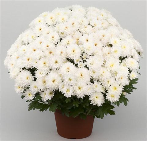 Foto fiore da  Vaso e aiola Chrysanthemum Golette Borea Blanc
