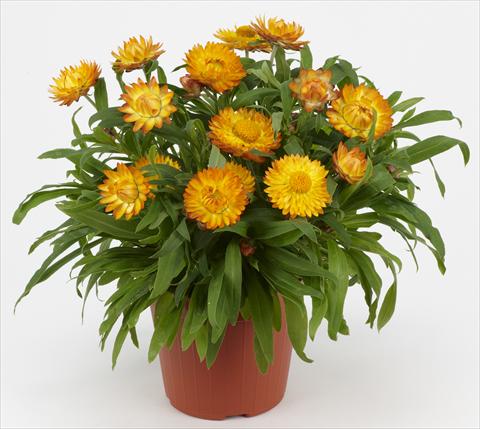Foto fiore da  Vaso e aiola Helichrysum (Bracteantha) Braxi Gold