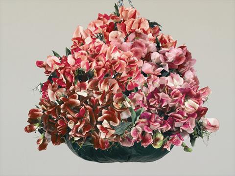 Foto fiore da  Aiuola e/o bordura Lathyrus odoratus Fantasia Mixed