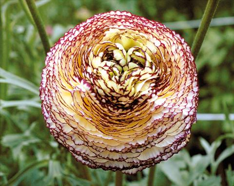 Foto fiore da  Vaso e aiola Ranunculus asiaticus Pon-Pon®