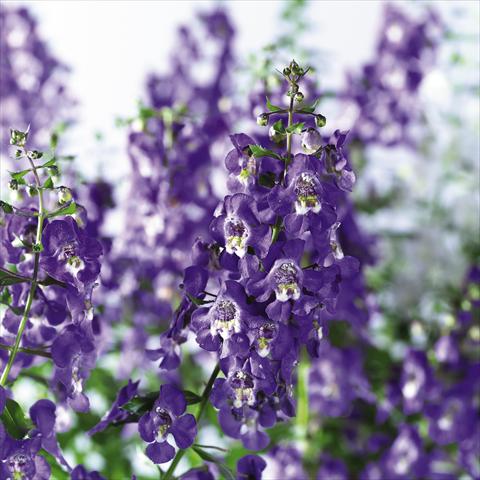 photo of flower to be used as: Pot, bedding, patio, basket Angelonia angustifolia pac® Adessa Blu