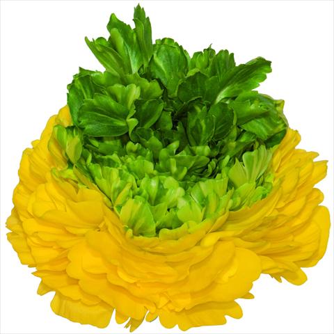 photo of flower to be used as: Cutflower Ranunculus asiaticus Success® Lemon