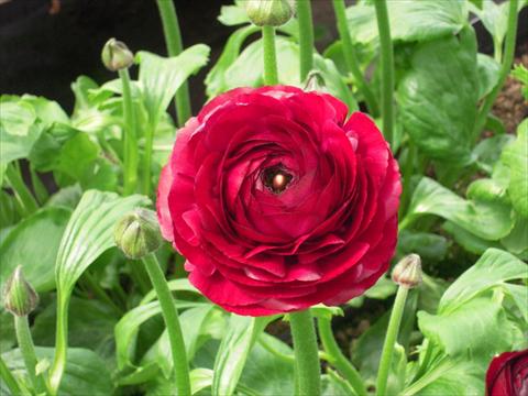 Foto fiore da  Reciso Ranunculus asiaticus Success® Milonga