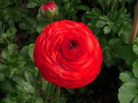 Foto fiore da  Reciso Ranunculus asiaticus Success® Tango