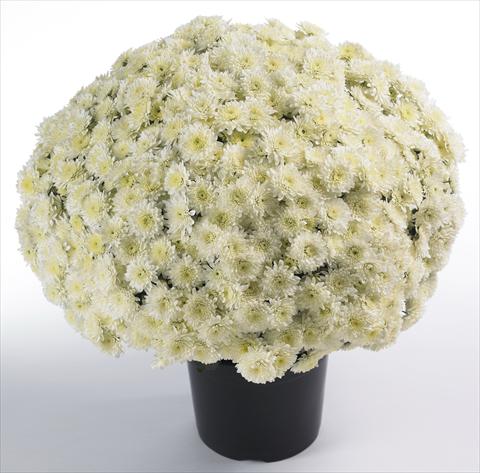 Foto fiore da  Vaso e aiola Chrysanthemum Avalon Cream White