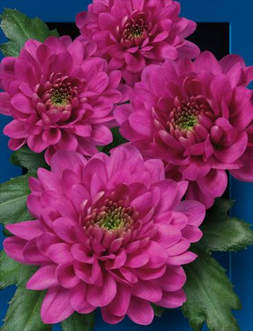 Foto fiore da  Reciso Chrysanthemum Exopolis