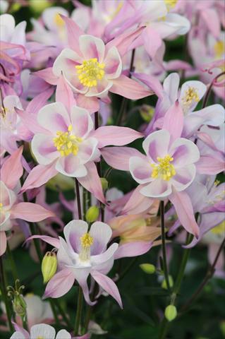 photo of flower to be used as: Pot and bedding Aquilegia caerulea Winky Pink