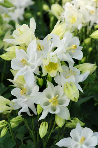 photo of flower to be used as: Pot and bedding Aquilegia caerulea Winky White