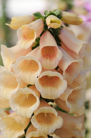photo of flower to be used as: Bedding / border plant Digitalis purpurea Dalmatian Peach