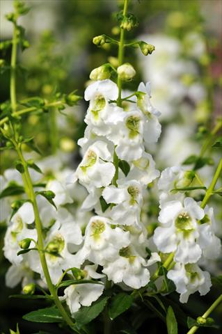 Foto fiore da  Vaso, aiuola, balcone, basket Angelonia angustifolia Serenita™ White