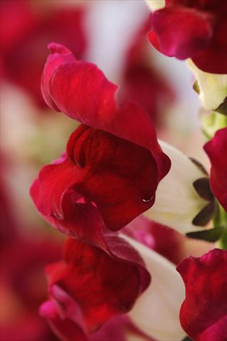 Foto fiore da  Vaso e aiola Antirrhinum majus Cut Flower Snapdragon Red Delilah