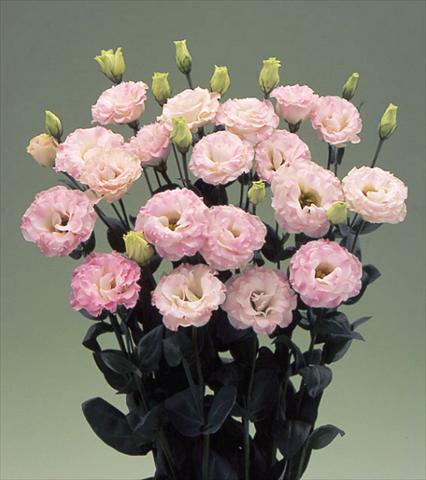 photo of flower to be used as:   Lisianthus (Eustoma grandiflorum) Arena Pink Flash F1
