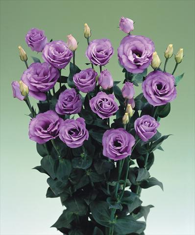photo of flower to be used as:   Lisianthus (Eustoma grandiflorum) Croma Lavender F1