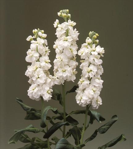 photo of flower to be used as: Bedding / border plant Matthiola incana Canneto White