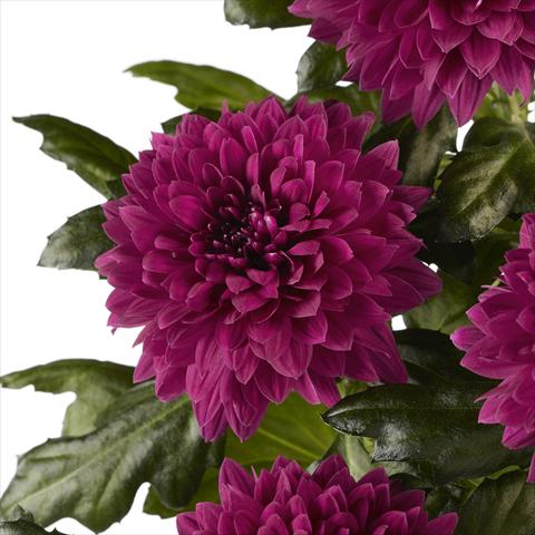photo of flower to be used as:   Chrysanthemum Dante Purple