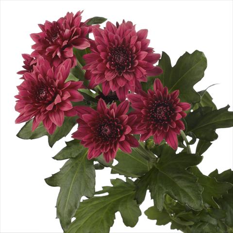photo of flower to be used as:   Chrysanthemum Dante Red