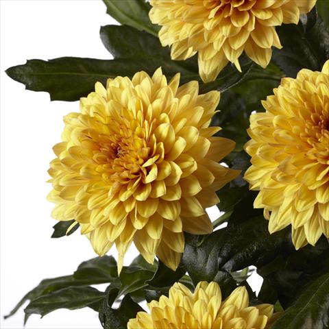 photo of flower to be used as:   Chrysanthemum Dante Yellow