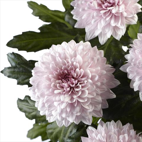 Foto fiore da    Chrysanthemum Dante