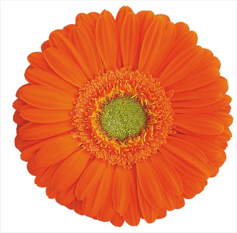 photo of flower to be used as: Cutflower Gerbera jamesonii Soraya