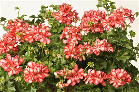 photo of flower to be used as: Pot, patio, basket Pelargonium peltatum pac® Mexica Ruby
