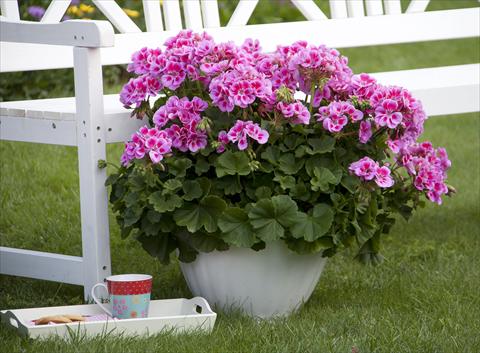 photo of flower to be used as: Pot, bedding, patio Pelargonium zonale Sunrise® XL Alexa