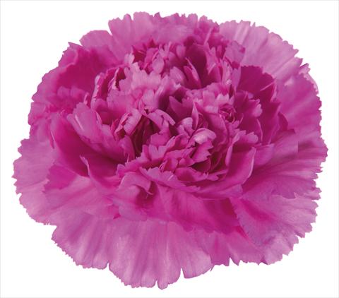 photo of flower to be used as: Cutflower Dianthus caryophyllus Vogue