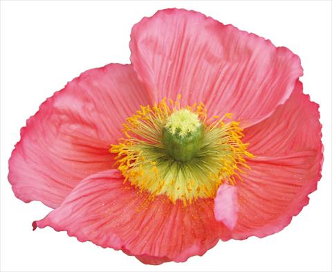 Foto fiore da    Papaver nudicaule Colibrì Rosa intenso salmonato