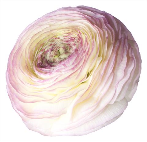 Foto fiore da    Ranunculus asiaticus Success® Felicidade