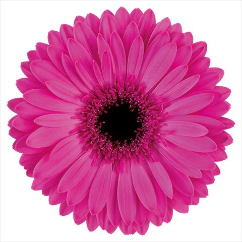 photo of flower to be used as:   Gerbera jamesonii Bravoure®