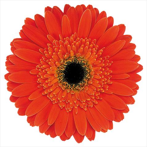 photo of flower to be used as: Cutflower Gerbera jamesonii Dune®