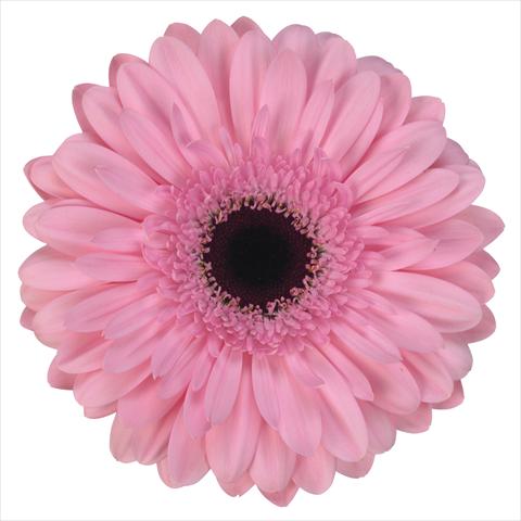 photo of flower to be used as:   Gerbera jamesonii Pre-Semmy®