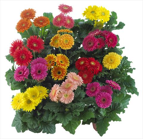 photo of flower to be used as: Pot Gerbera jamesonii Sundayz® Midi Mix
