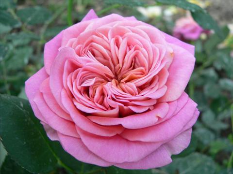 photo of flower to be used as: Bedding / border plant Rosa paesaggistica Duchessa di Galliera