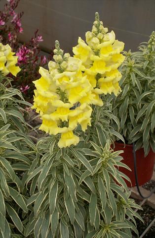 Foto fiore da  Vaso e aiola Antirrhinum majus Snapdaddy giallo