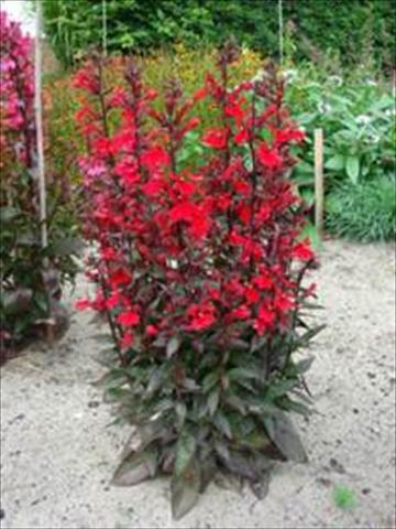 photo of flower to be used as: Pot and bedding Lobelia speciosa Scarlet
