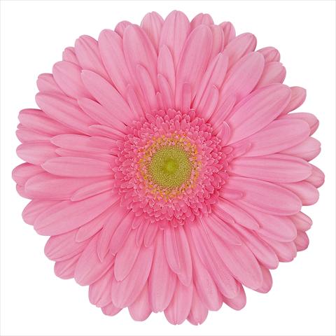 photo of flower to be used as: Pot Gerbera jamesonii Bellavue®