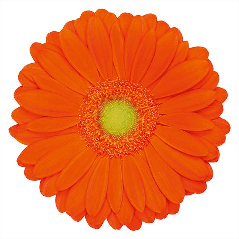 photo of flower to be used as: Pot Gerbera jamesonii Zodiac®