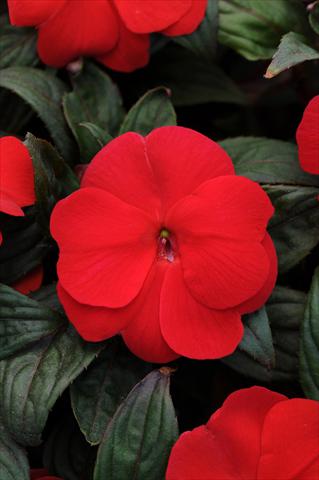 photo of flower to be used as: Pot, bedding, patio, basket Impatiens N. Guinea Divine Scarlet Bronze Leaf
