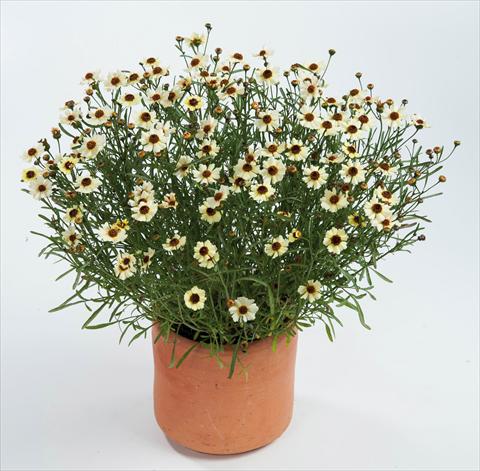 photo of flower to be used as: Pot and bedding Coreopsis auriculata f. nana Highland Honey