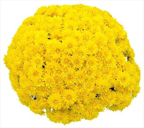 photo of flower to be used as: Pot and bedding Chrysanthemum Goldor Jaune