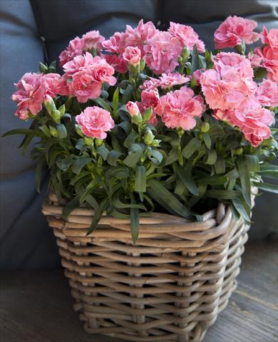 Foto fiore da  Vaso Dianthus caryophyllus Oscar® Pink