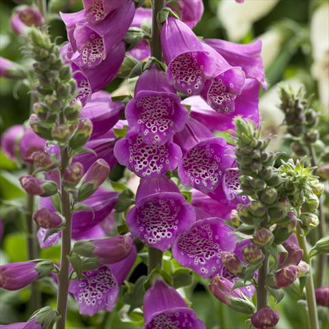 photo of flower to be used as: Bedding / border plant Digitalis purpurea Dalmatian Purple Improved