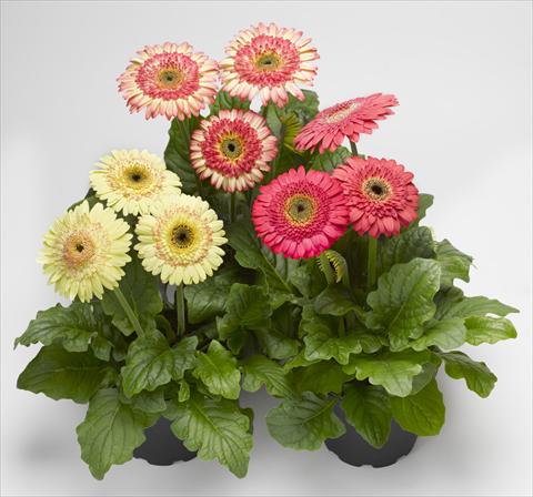 photo of flower to be used as: Pot Gerbera jamesonii Cartwheel® Strawberry Twist