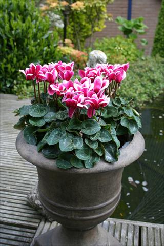 photo of flower to be used as: Pot Cyclamen persicum mini Goblet